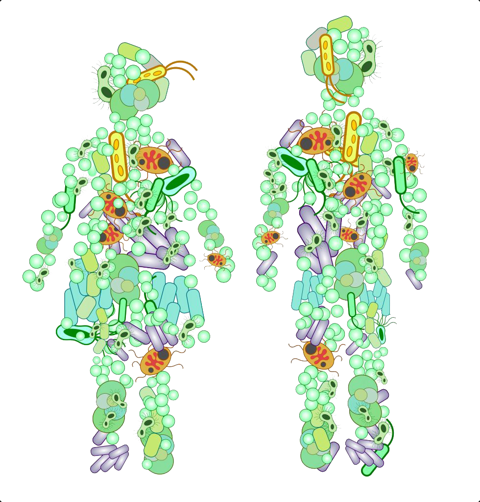 Microbiota